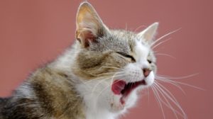 Circassia shares plummet following cat allergy therapy failure