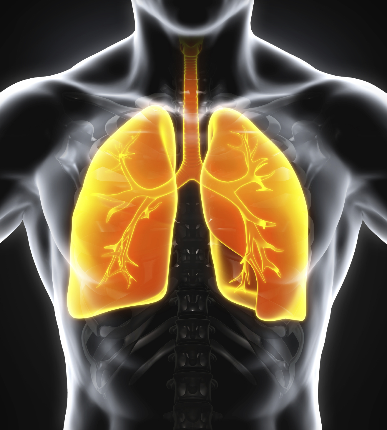 crossfit-anatomy-of-the-lungs