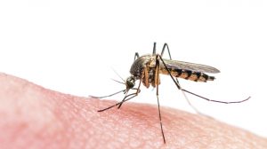 Takeda to develop Zika vaccine