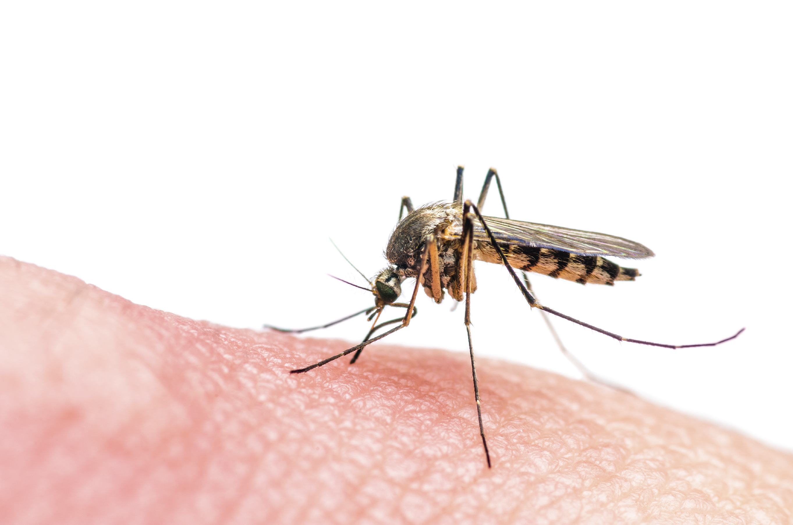 Mosquito-Zika-2