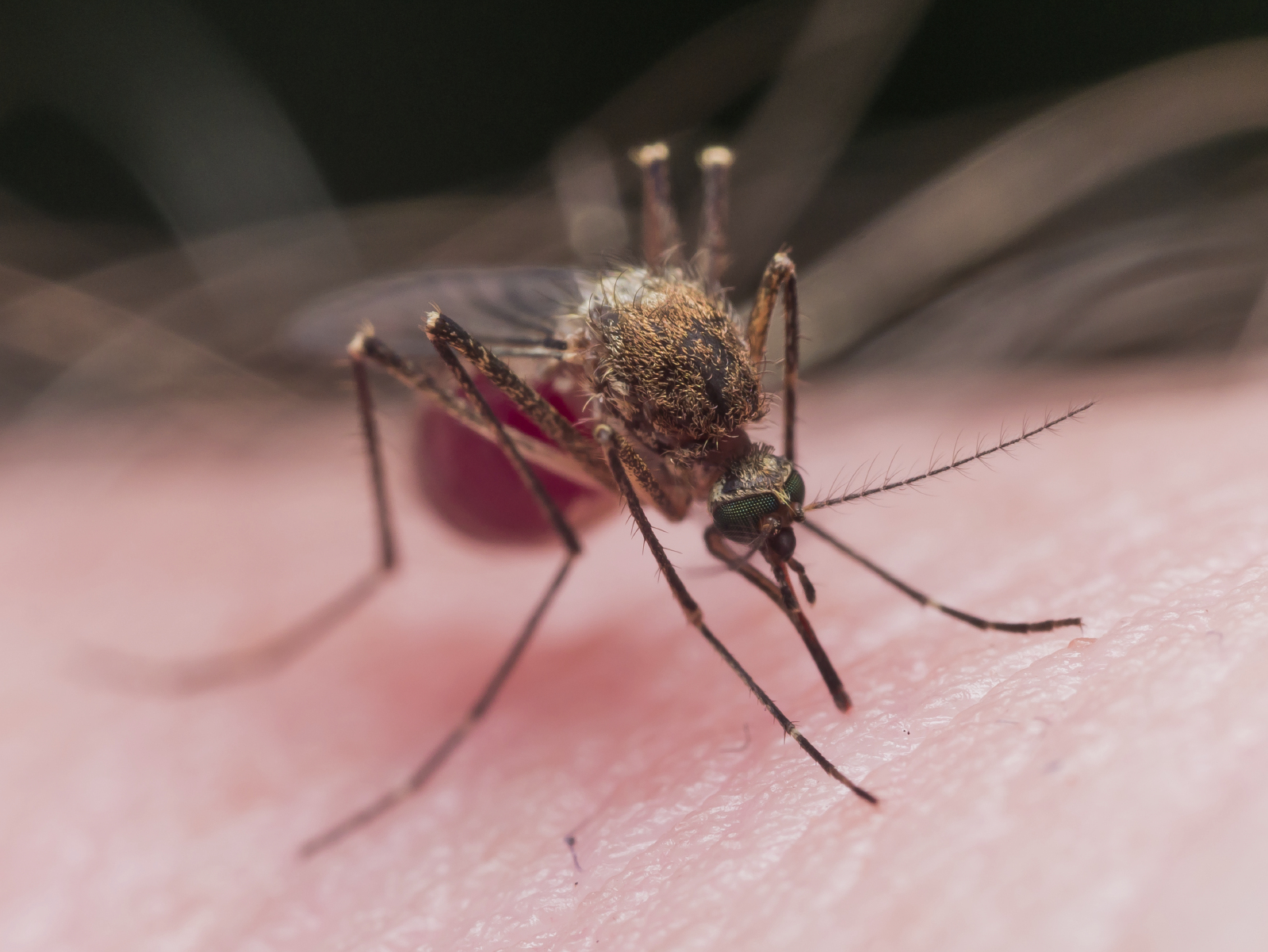 Mosquito is extracting blood from skin and has turned bright red