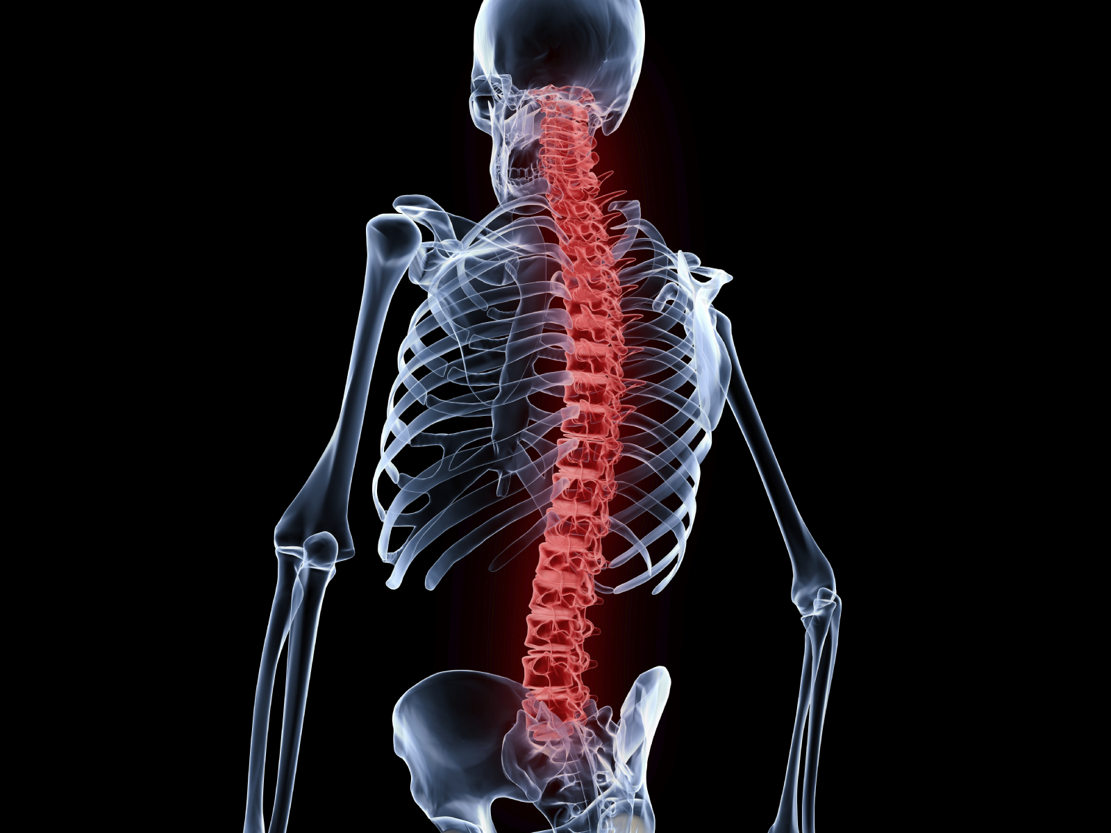 Red spine and vertebral column of a human skeleton