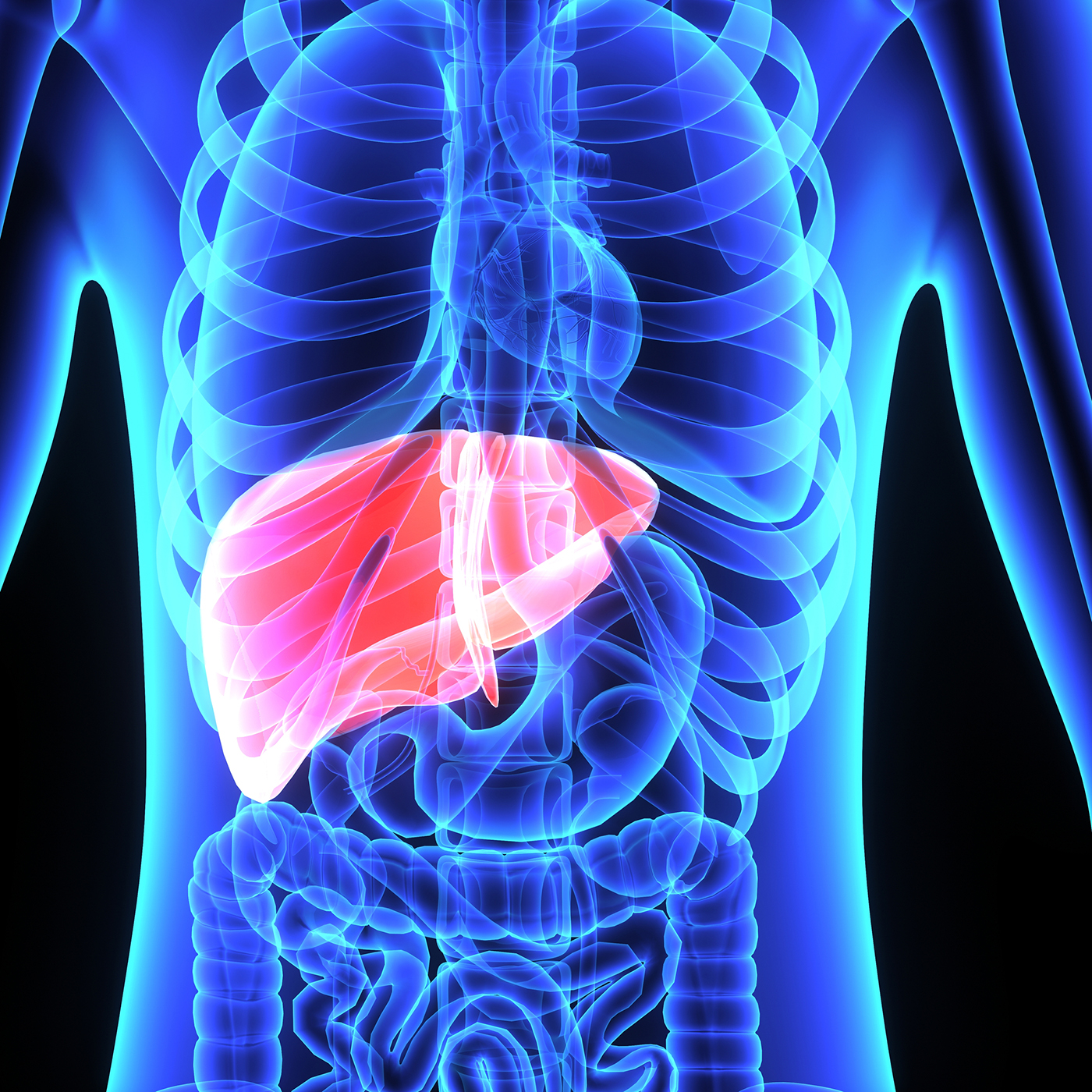 The liver is a vital organ of the digestive system present in vertebrates and some other animals. It has a wide range of functions, including detoxification, protein synthesis, and production of biochemicals necessary for digestion.