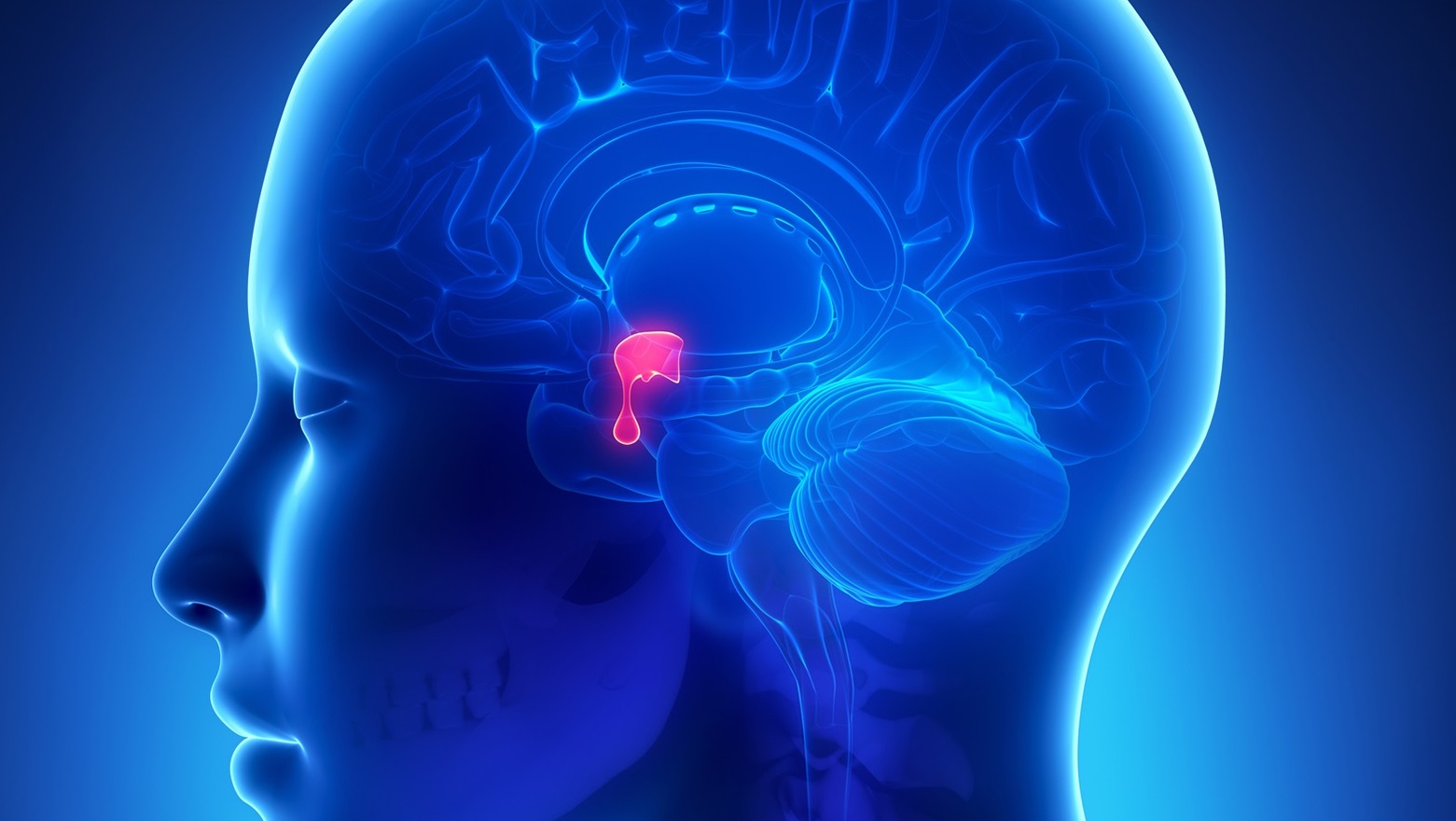 Pituitary gland in 3D view