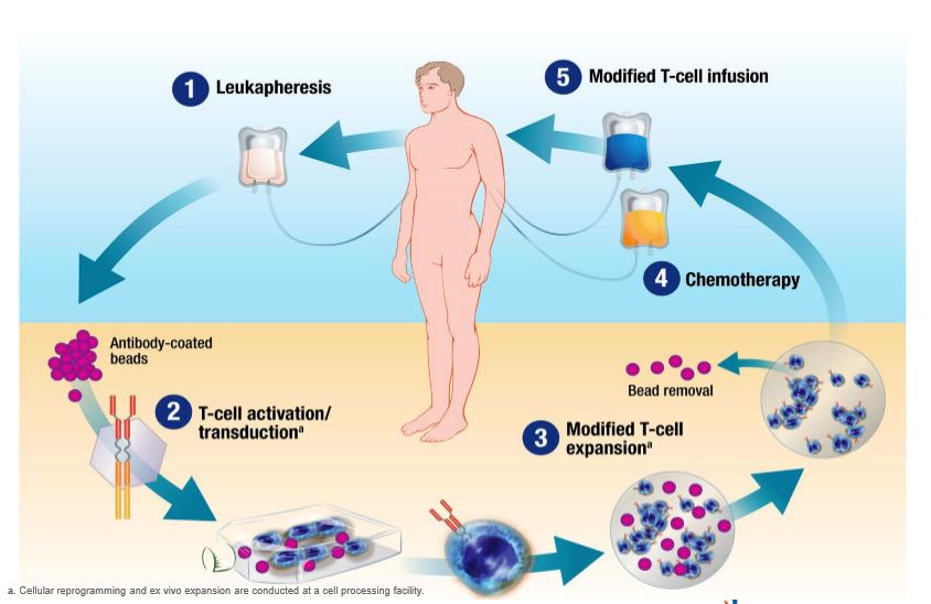 Oxford BioMedica are working with Novartis to produce the 'living drug' CAR-T therapy Illustration: Novartis