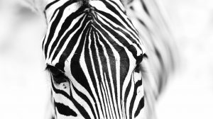 Horses or zebras: inspiring behavioural change to make the rare recognised