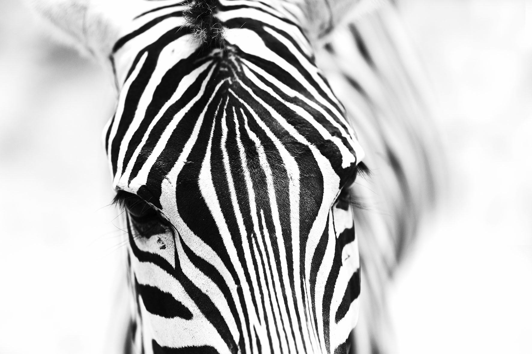 Zebra fullsize