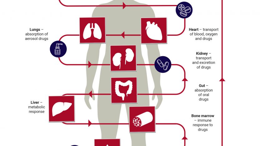 Humans on a chip – the future for research and drug discovery