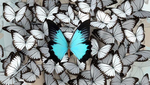 butterflies--small