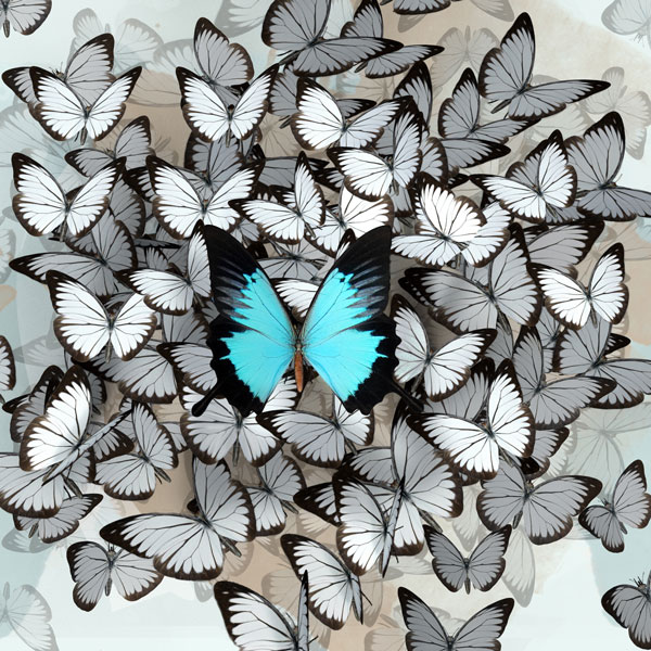 butterflies--small