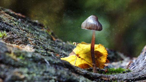 Magic Mushrooms known as Shrooms