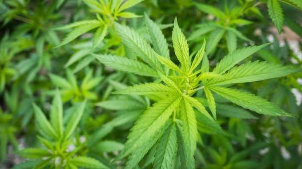 Jazz agrees $7.2bn deal to buy cannabis meds pathfinder GW Pharma