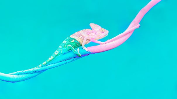 Abstract animal background, Agamidae animal wildlife, The cute chameleon is change two color on the tree.