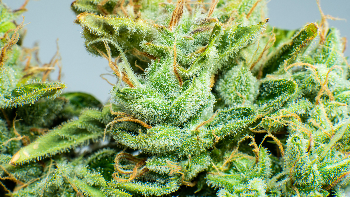 legalisation medical cannabis