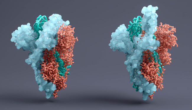 scientifically visualization of a coronavirus  spike protein