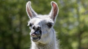 Can llama antibodies beat COVID-19? Belgium’s ExeVir raises 23m euros to find out