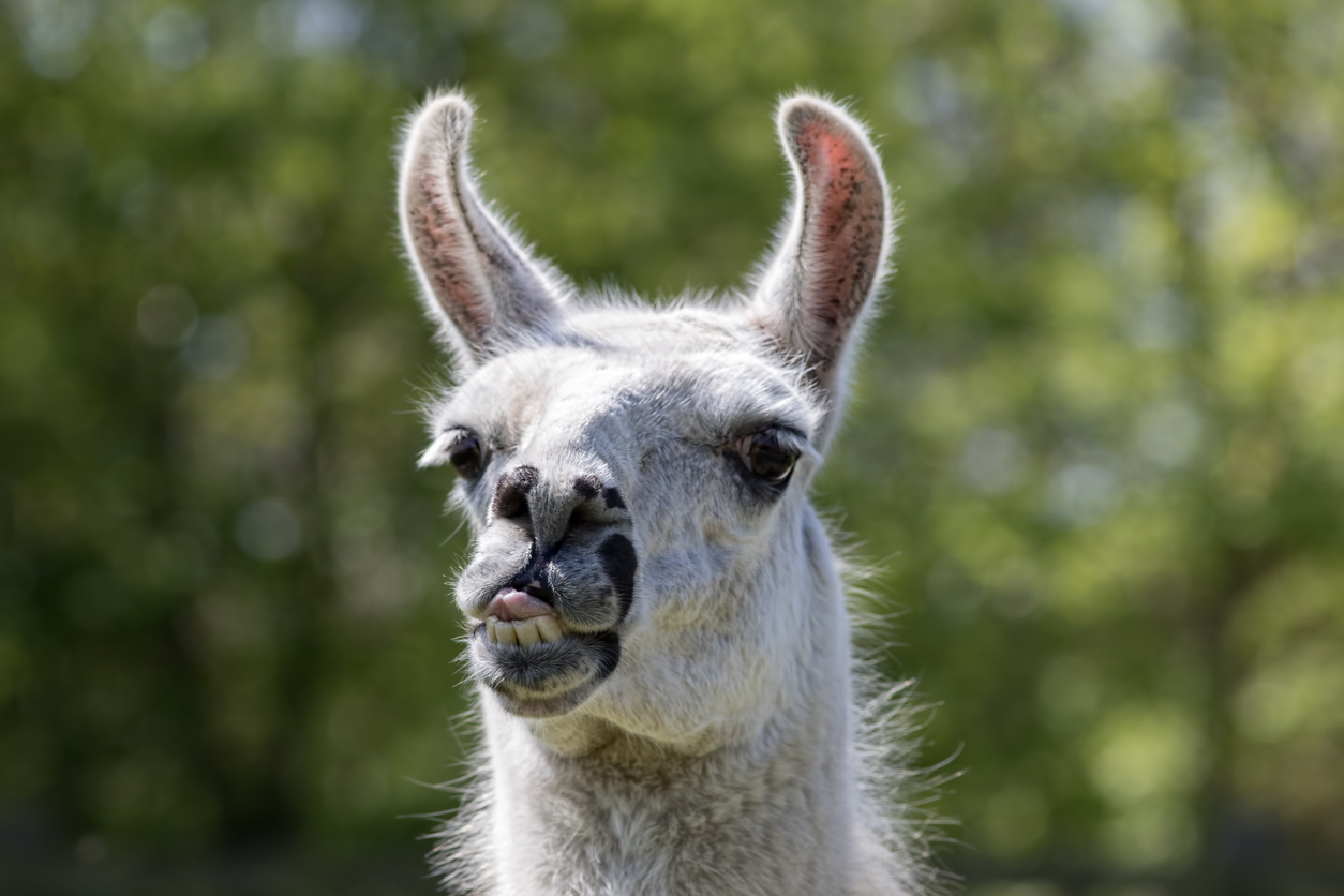 Goofy lama pulling face. Funny llama animal sticking tongue out