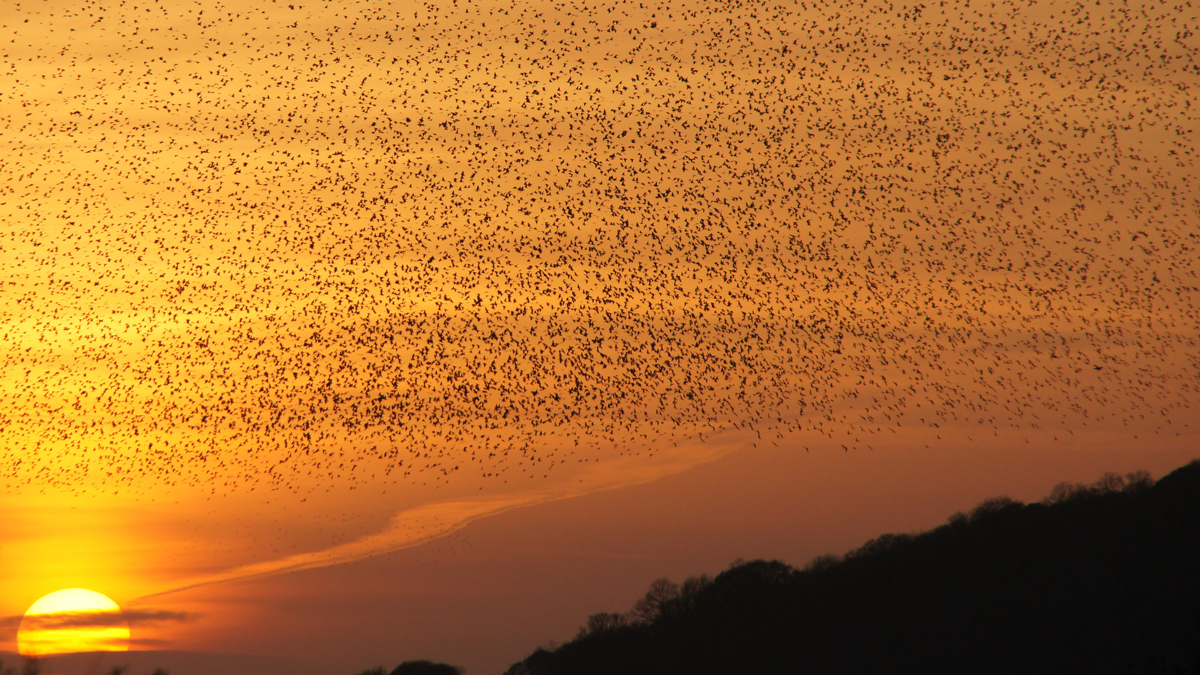 How a flock of birds can help solve complex healthcare market research challenges