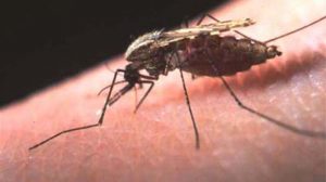 More malaria hope as NIH antibody protects against infection