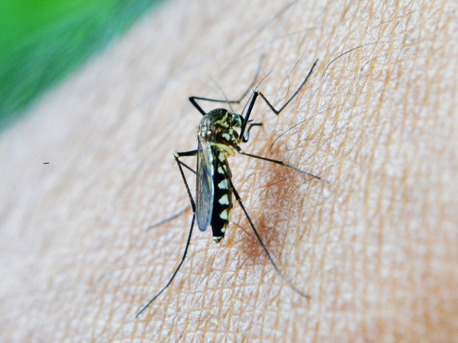 Ghana first country to approve Oxford malaria vaccine