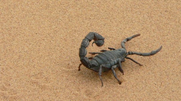 giant-scorpion