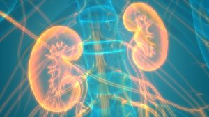 Human Urinary System Kidneys Anatomy