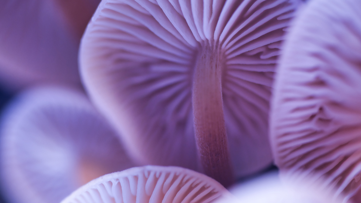 Small study raises hopes of psilocybin role in anorexia