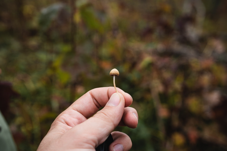 artur-kornakov-magic-mushroom-unsplash