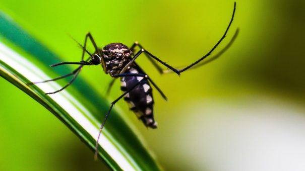 mosquito-malaria-shammiknr-Pixabay