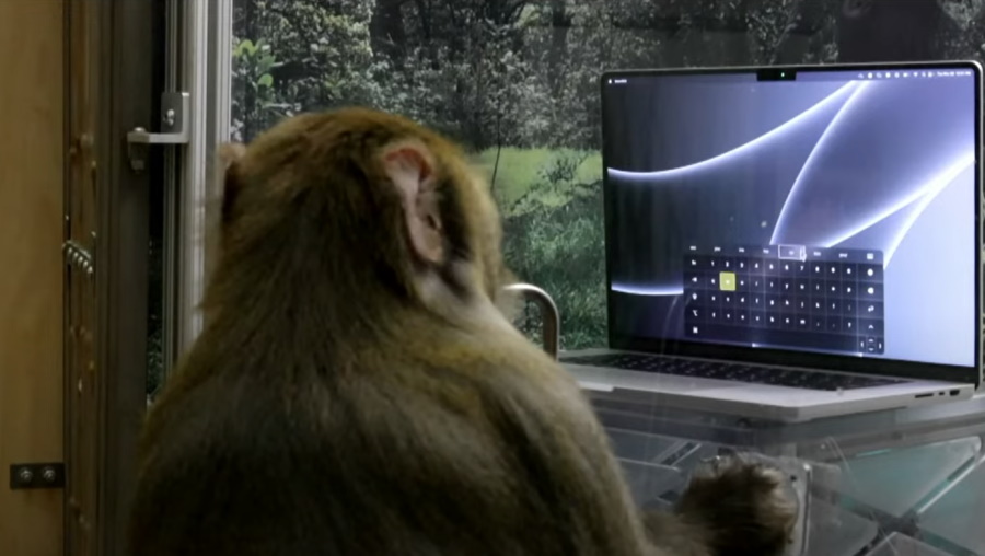 Monkey_with_Neuralink_implant